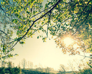 Sunshine glinting through branches, vintage edit.