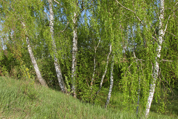 Bright young birch grove sunny summer day.