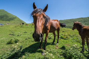 villages community called Ushguli in Upper Svanetia region, Georgia