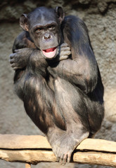 alter Shimpanse