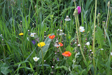Bright wild flowers on the background of summer green grass.