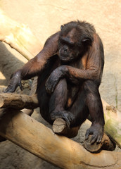 niedlicher Schimpanse