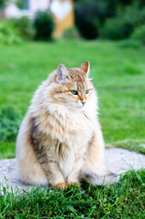 Naklejka na ściany i meble fluffy cat sits in summer park