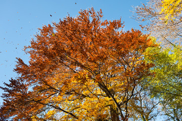 Fototapeta premium Colorful autumn forest
