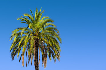 Obraz premium wasinghtonia robusta palm tree on blue gradient sky background