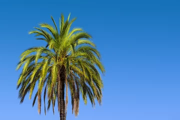 Gartenposter Palme wasinghtonia robusta palm tree on blue gradient sky background  © ThomasLENNE