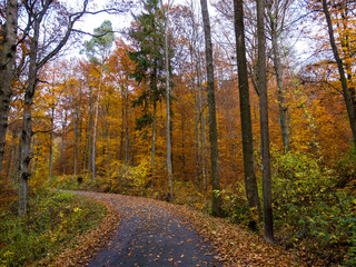 Fototapeta premium Bäume im Herbst