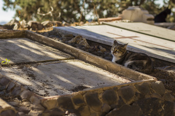 Fototapeta na wymiar Cat in cemetery
