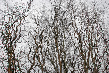 Beautiful curved willow without leaves in autumn garden