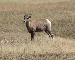 Young bighorn on the prairie