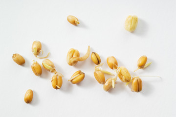 Mehrere Weizensprossen (Triticum aestivum) Gemüsesprossen, Spro