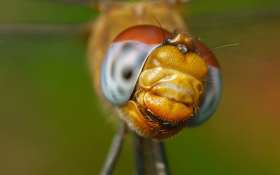 Macro portrait of a Dragonfly -  stock photo

