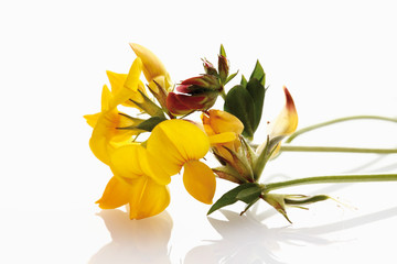 Hornklee auf weißem Hintergrund, close-up