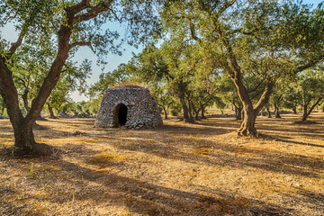 Dry stone hut with dome in grove of olive trees
