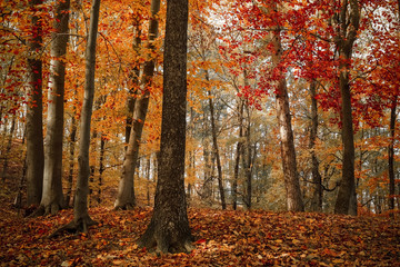 Asleep fall colors