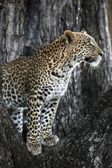 Fototapeta na wymiar Leopard in a Tree