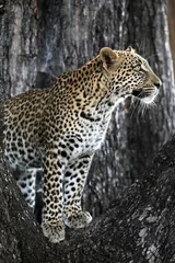 Foto op Canvas Leopard in a Tree © michael luckett