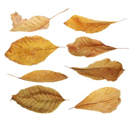 set flying yellow fallen autumn dry leaves walnut  isolated on white background, with clipping path