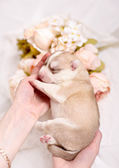 newborn siberian husky puppy
