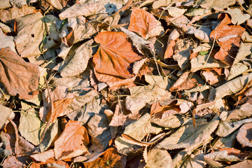 Dry brown leaves
