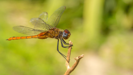 Close-up portrait of a Dragonfly -  stock photo

