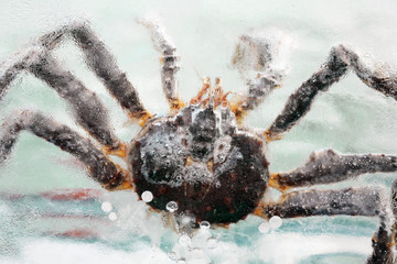 Crab frozen