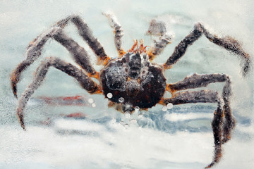 Crab frozen