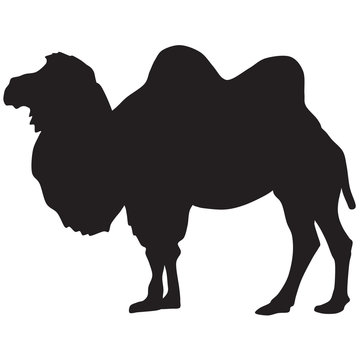 camel silhouette-vector