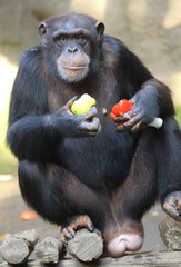 alter Shimpanse