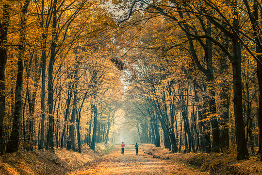 Running in forest in Puszcza Niepolomicka