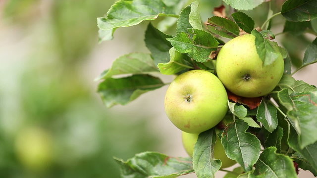 Fresh ripe apples growing in an orchard ready to eat