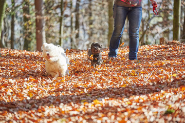 Obraz premium Two havanese dogs playing in forrest in autumn