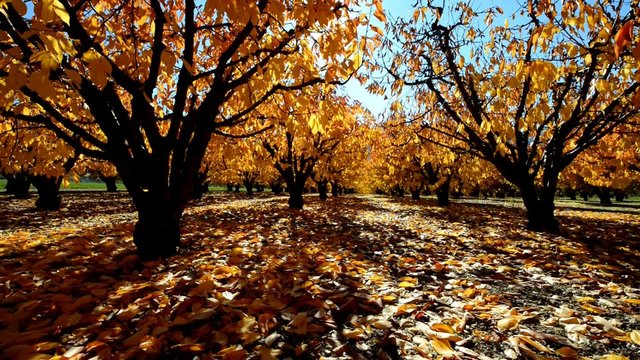 champ de cerisier en automne
