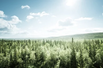 Foto auf Alu-Dibond Wald im sonnigen Tag © Iakov Kalinin