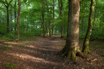 Deutschland, Nordrhein-Westfalen, Buchenwald, Wald im Abendlicht