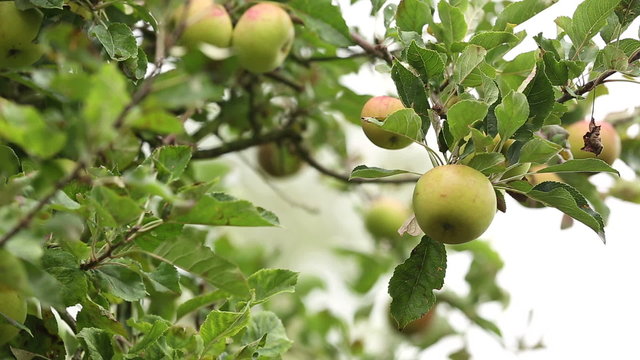 Fresh ripe apples growing in an orchard on a foggy morning