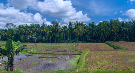 Fototapeta na wymiar Geese and herons on a rice field