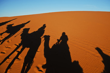 Fototapeta na wymiar Caravan camels walking shadows projected over orange sand dunes 