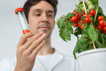 Scientist or tech with tomato plant and scientific sample