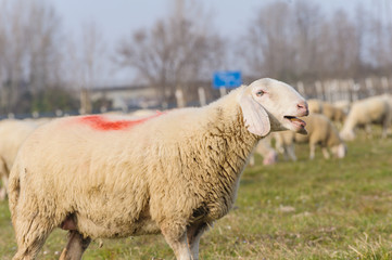 Obraz premium Portrait of sheep