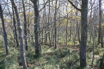 Fototapeta premium foret