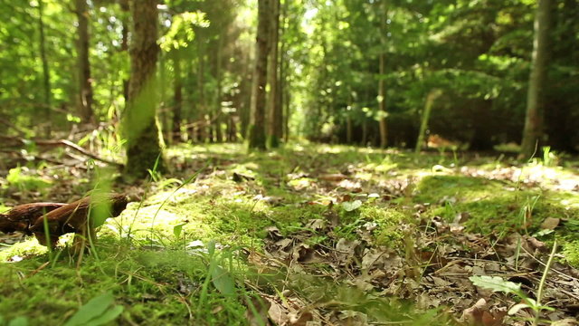 Panning across a forest floor in Summer with large wild mushrooms