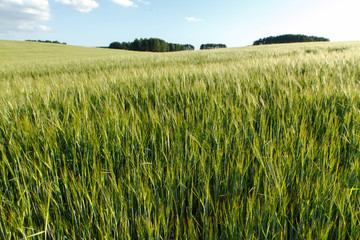 Green wheat on a field