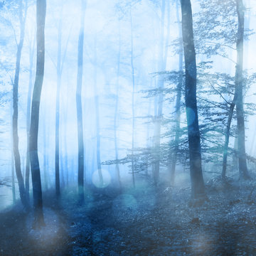Fototapeta Fantasy winter foggy snowfall in the forest with bokeh background. Beautiful blue color in misty winter season forrest.