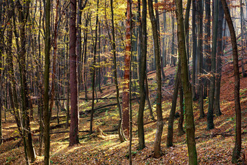 Naklejka premium Mystic forest in the light of the morning sun