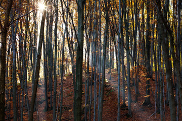 Mystic forest in the light of the morning sun