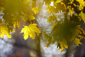 Autumn leaves