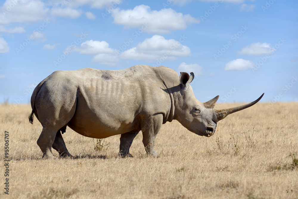 Wall mural African white rhino