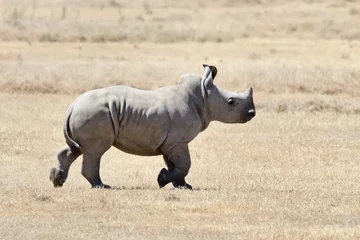 Papier peint photo autocollant rond Rhinocéros rhinocéros blanc africain