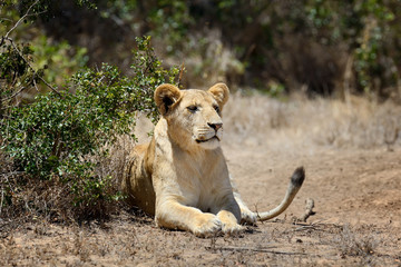 Lion in National park of Kenya, Africa